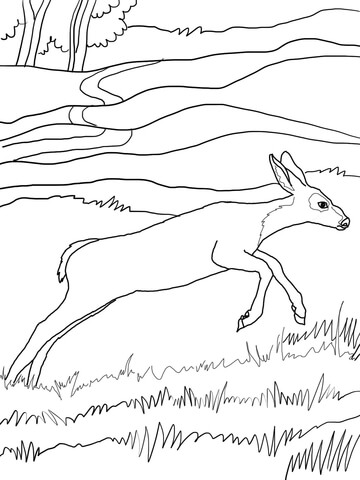 Mule Deer Baby Coloring Page